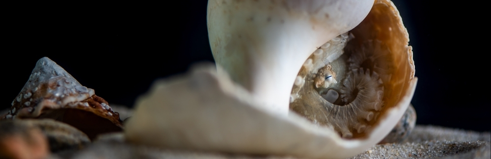 Octopus curled up in a shell