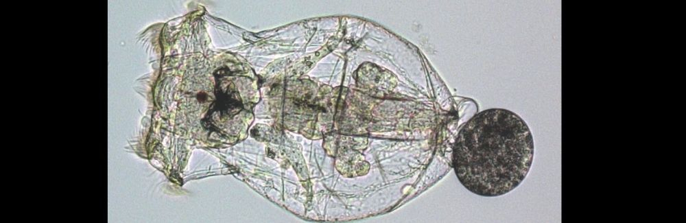 A rotifer under the microscope
