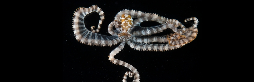 An octopus on a black background