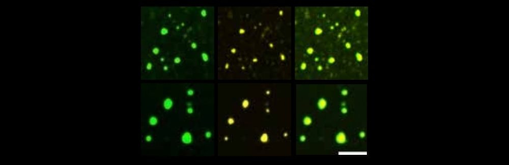 Microscopy images of condensates
