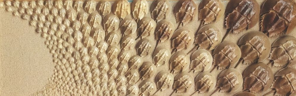 Horseshoe crab molts