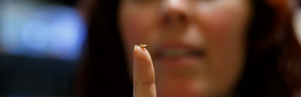 A small crustacean perches on a scientists hand