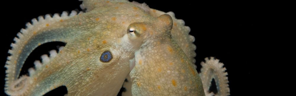 Octopus on black background