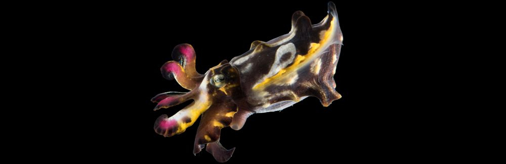 Cuttlefish