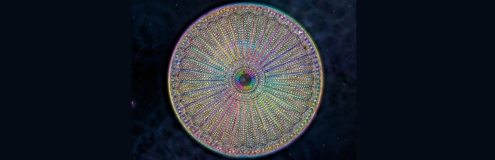  A diatom