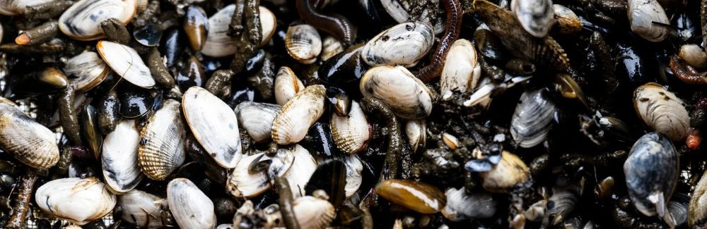 Clams