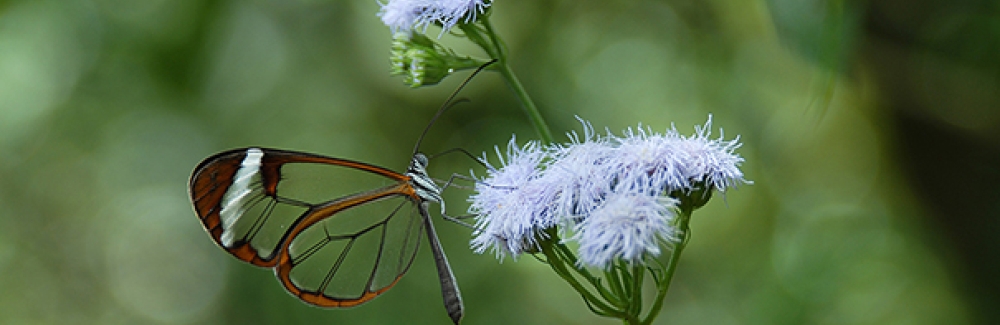 A glasswing butterfly feeding at flowers in Costa Rica.