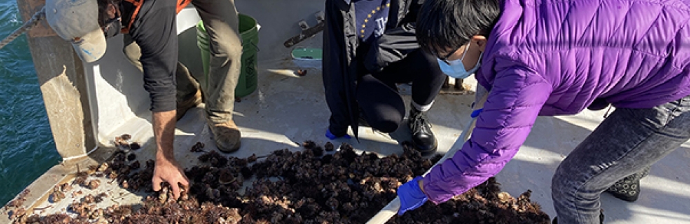 Sorting through sea urchins and other marine organisms brought up by Gemma’s trawl. L-R, MBL Collector Bill Grossman and UChicago Autumn Quarter students Hannah Holmes and Kimberly ‘Charlie’ Wang.