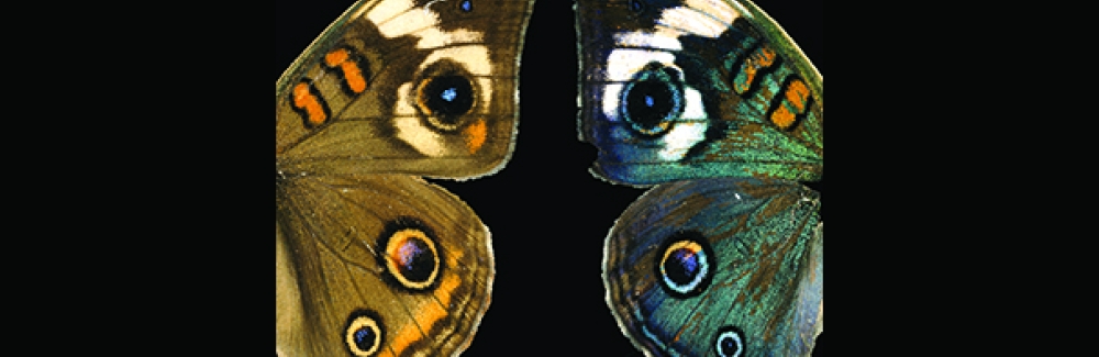 Wild-type buckeye butterfly (Junonia coenia, left) compared to a mutant with the optix gene deleted (right).