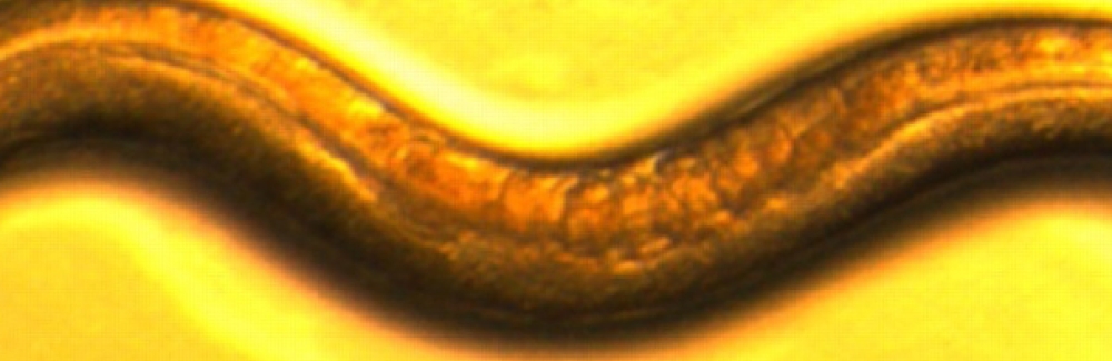 Adult C. elegans, 5 days old.