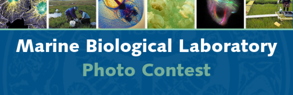 MBL Photo contest banner with various images