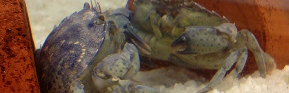 A juvenile crab looks at its reflection.