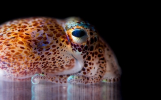 bobtail squid adult