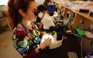 Heather Bruce dissecting crustacean embryos. Credit: Eric Chen