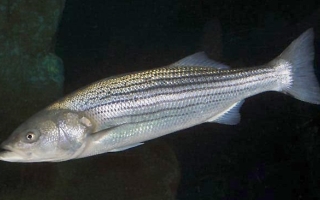 striped bass (Morone Saxatilis)