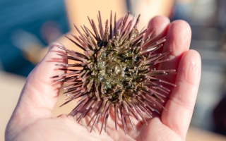 sea urchin in a hand