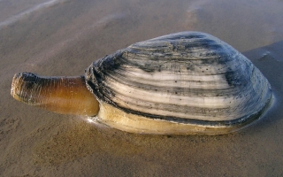 softshell clam on beach
