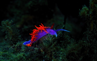 blue and red nudibranch