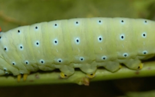 butterfly larvae