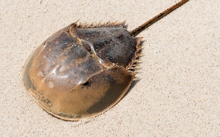 horseshoe crab on sand