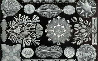Diatoms, illustration by Ernst Haeckel (Kunstformen der Natur (1904), plate 84. Credit: Public domain via Wikimedia Commons