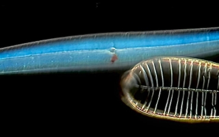 a microscopy image of two distinctly shaped diatoms (one long, thin and blue and one more oval) imaged during AQLM 2022 at the MBL