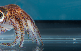 The Hawaiian bobtail squid, Euprymna scolopes, is a model system for studying animal-bacterial symbiosis. Credit: Tom Kleindinst