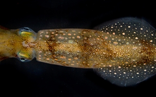 Longfin Squid (Loligo pealei). Credit: Tom Kleindinst