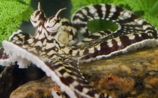 Mimic octopus in the MBL Marine Resources Center. Credit Jennifer Tsang
