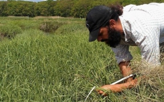 2015 Environmental Fellow Chris Gonzalez in the field at Plum Island, Mass. Credit: Michael Werner