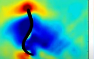Pressure forces on swimming lamprey video screenshot