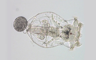 rotifer with egg