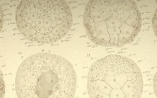 Several of Conklin’s sketches of a developing snail embryo.