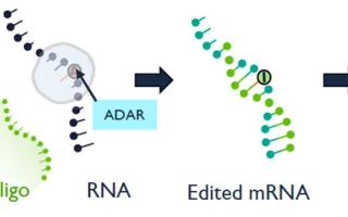 Diagram of RNA editing. Credit Korro Bio