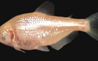 Blind cavefish - NIH image