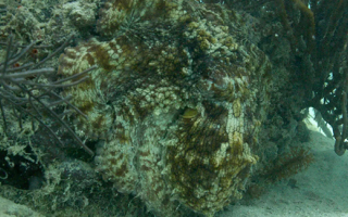 A common octopus (Octopus vulgaris) in hiding. 