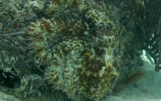 A common octopus (Octopus vulgaris) in hiding. Credit: Roger Hanlon