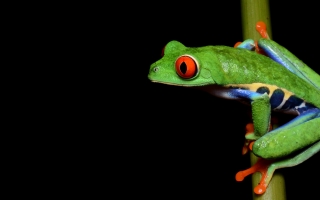 Sally Seraphin is using red-eyed tree frogs to study the effects of early childhood adversity. Credit: Geoff Gallice