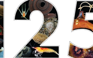 portion of Biological Bulletin cover August 2022