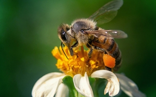 Honeybee on a chamolile flower