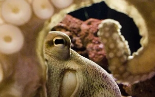 Octopus. Credit SRSPhoto/Flickr