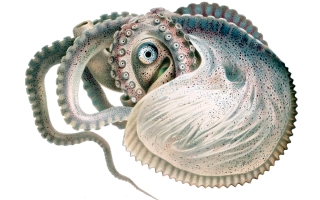 Illustration of Argonauto argo octopus Credit Wikimedia