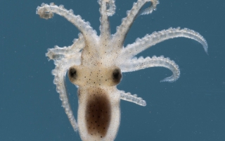 Juvenile Octopus bimaculoides