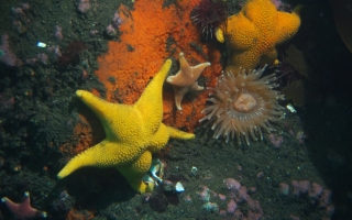 Marine-benthic-invertebrates-from-shallow-areas-in-Deception-Island-Antarctica-including-sea-stars-urchins-sponge-and-anemone-Credit-Conxita-Avila