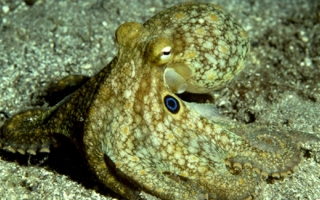 California Two-Spot Octopus Credit Roger Hanlon