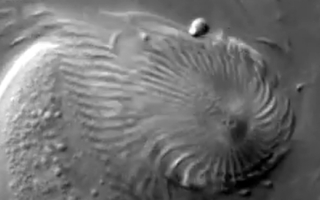 Termite gut protists screenshot from video