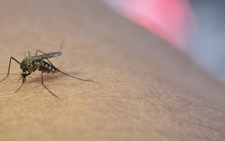 close up of mosquito on human arm
