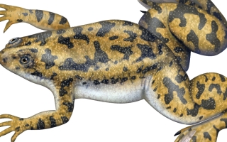 Xenopus frog