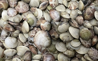 Hard clams 