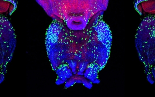 Juvenile of the Longfin inshore squid, Doryteuthis pealei. The F-actin staining (red) reveals the musculature of the mantle; and the acetylated-tubulin staining (green) reveals the tufts of cilia on the surface of the mantle and rest of the body. Nuclei stained blue. Credit: Wang Chi Lau, MBL Embryology Course